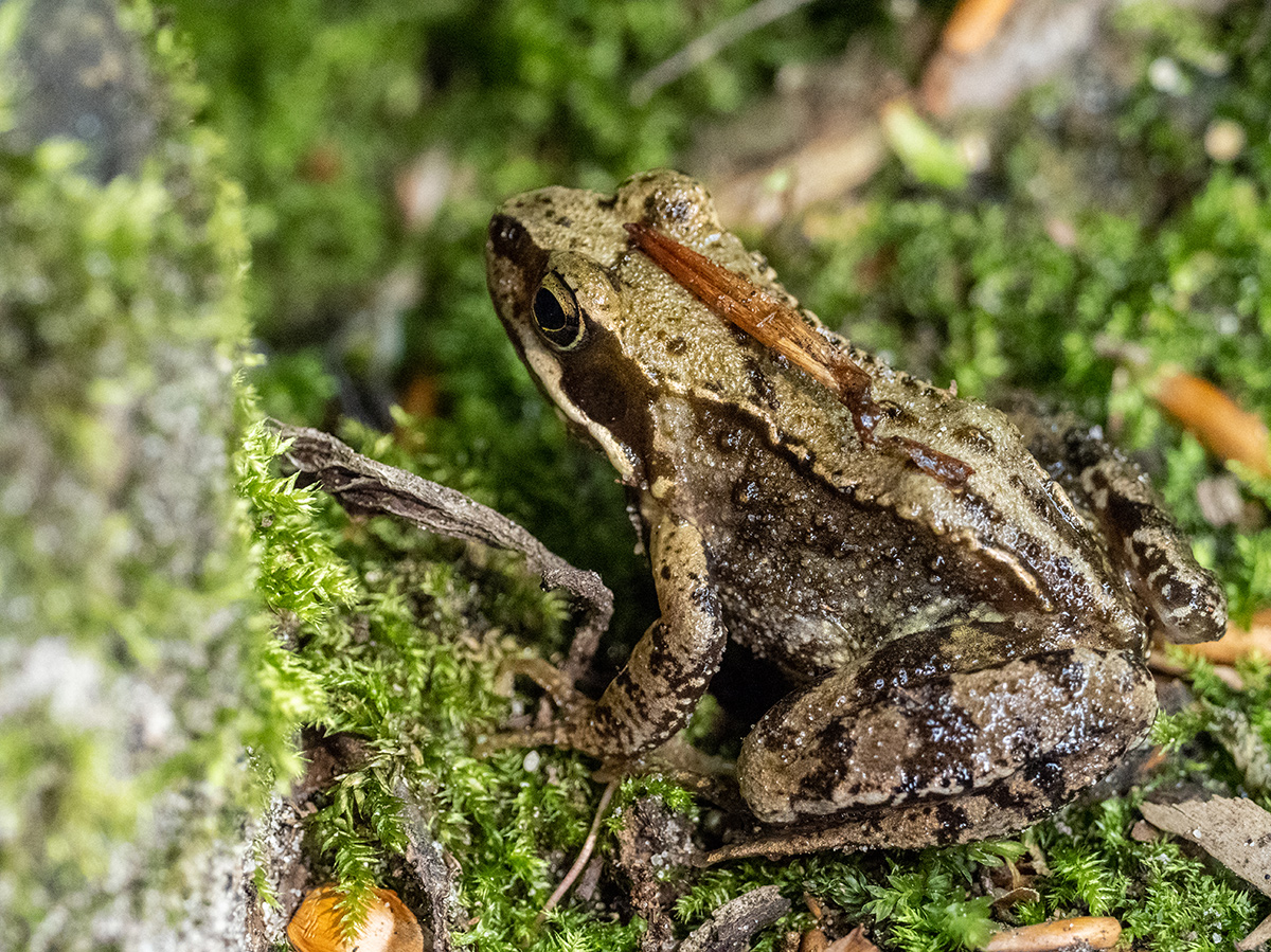 Forstgut Quellental - Naturschutz